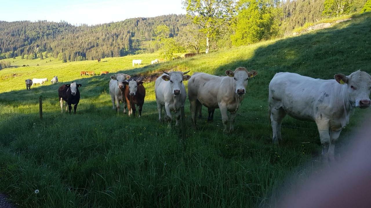 Haus Am Scheibenfelsen Apartman St. Blasien Kültér fotó